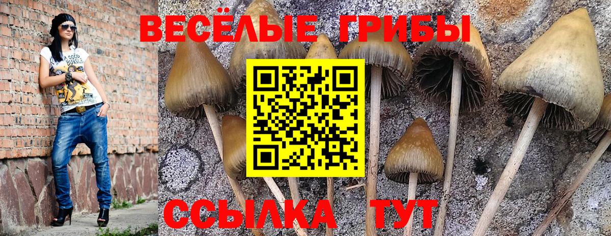 Когалым  Псилоцибиновые грибы Psilocybe  Вход с VPN 